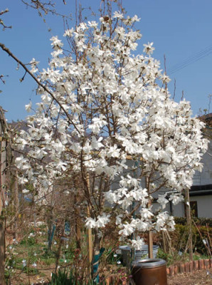 Magnolia_stellata_0010__3506.jpg
