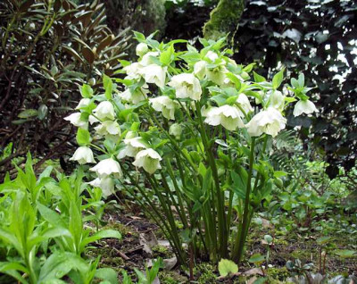 p_IMG_1533_Lenzrosen.jpg