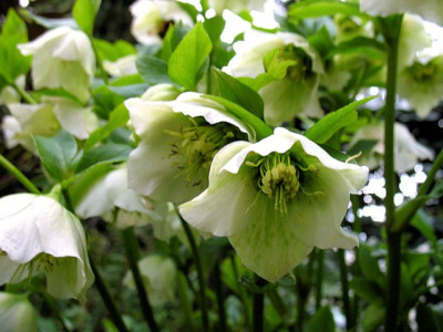 p_IMG_1544_Lenzrosen.jpg