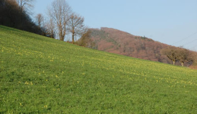 Schlusselblumen_0010__3521.jpg