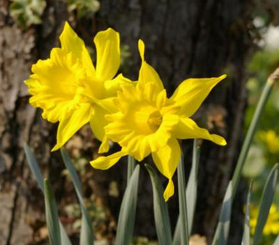 K800_08.04.2009_001.JPG