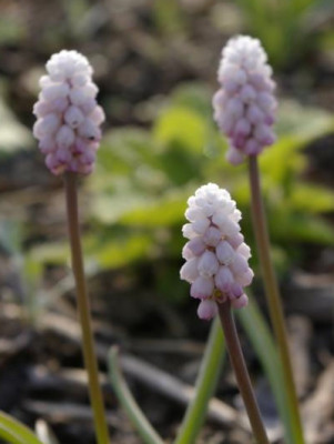 K800_08.04.2009_016.JPG