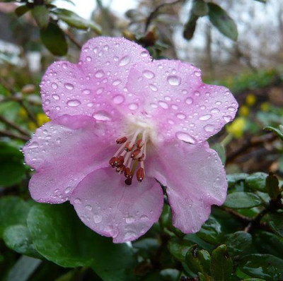 Rhododendron_dendrocharis_fars_2009.jpg