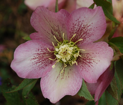 Rosa_0010__3487.jpg