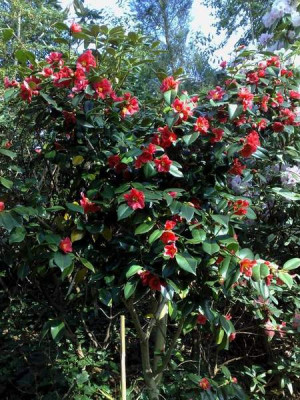 Kopie_von_10042009C.japonica_rusticana_Yukibata_Tsubaki_01.jpg