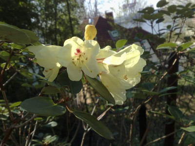 Kopie_von_10042009Rh.campylocarpum_ssp._caloxanthum_RBG.jpg