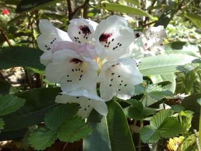Kopie_von_10042009rh.maculiferum.jpg