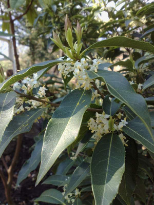 Kopie_von_10042009Osmanthus_serrulatus.jpg
