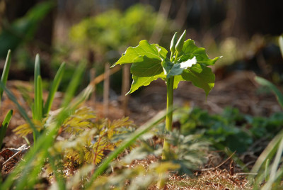 trillium_flexipes.jpg