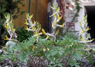 Corydalis_schanginii_ssp._ainae_2009-04-10.JPG
