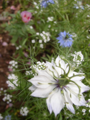 Schleifenblume_jungfrau2bluete.jpg