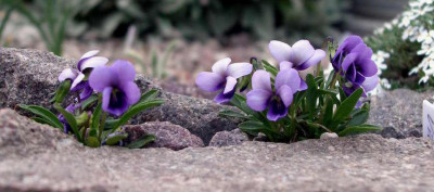 Viola_spathulata_2009-04-10.JPG