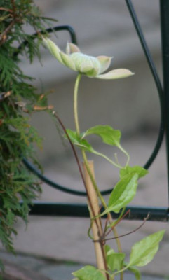 Clematis_Josephine_2.jpg