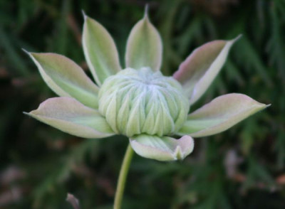 Clematis_Josephine_1.jpg