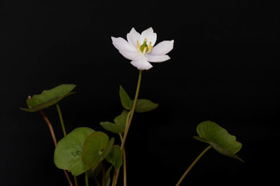 St_Jeffersoniadubia307049.jpg