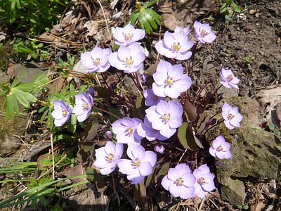 Jeffersonia_dubia_3_fars_2009.jpg