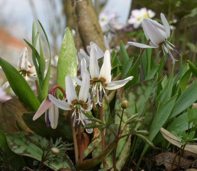IMG_4783_eErythronium_dens_canis.JPG