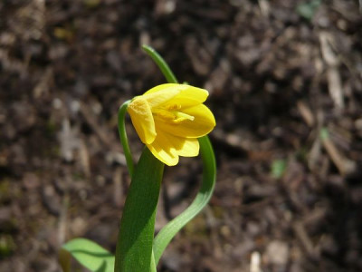 Fritillaria_pudica_fars_2009.jpg