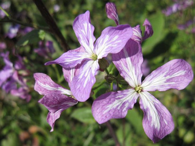Lunaria_annua_02661.jpg