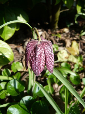 Fritillaria_meleagris_fars_2009.jpg