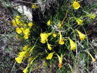 Narcissus_bulbocodium_02521.jpg