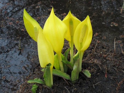 Lysichiton_americanum_02811.jpg