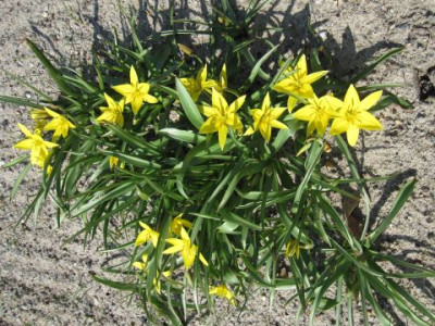 Tulipa_urumiensis_02681.jpg