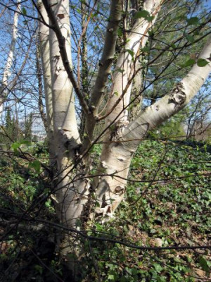 Betula_jacquemontii_02721.jpg