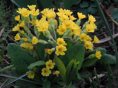 primula_gelb.jpg