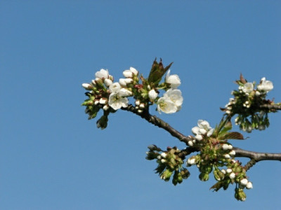 prunusweiblau.jpg