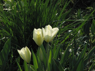 tulipawei.jpg