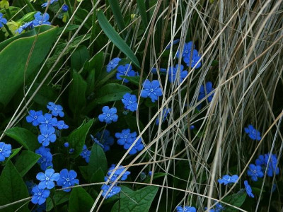 omphalodesblau.jpg