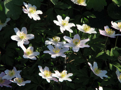 anemonen.jpg