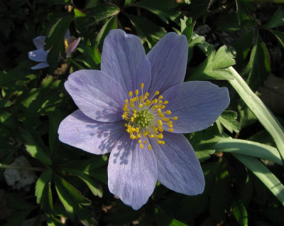 anemone_blau.jpg