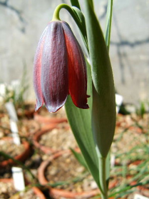 DSCF7174.JPG