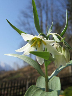 DSCF7121.JPG