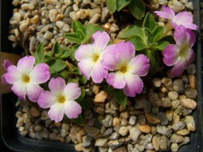 DSCF7195.JPG