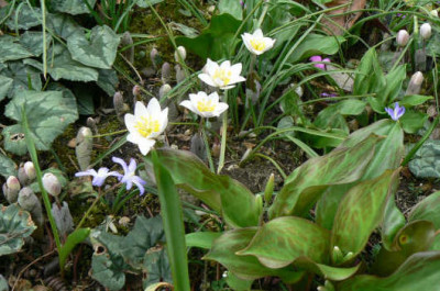 Tatos_Garten_2009_1.jpg