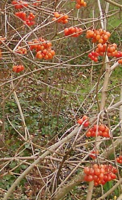 orangeberries3.jpg