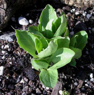 2009-04-11_001.JPG