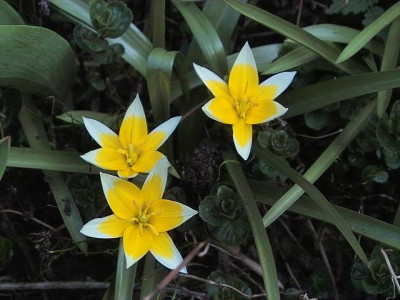 k-Tulipa_tarda_3.jpg