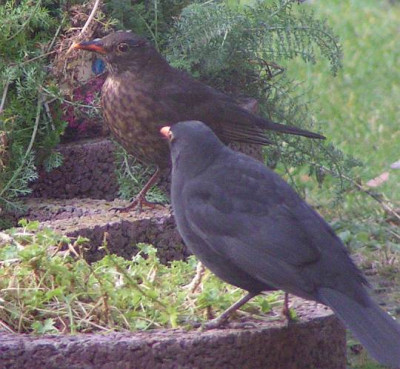 Turdus_merula_-_Amsel_00.jpg