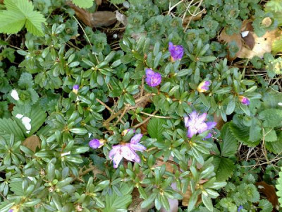 Kopie_von_11042009Rh.impeditumF.20454.jpg