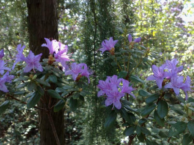 Kopie_von_11042009Rh.hippophaeoidesvar.hippophaeoides_Inshiarch.jpg