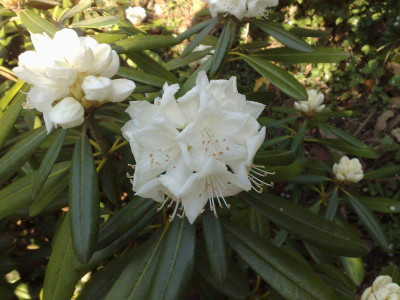 Kopie_von_11042009Rh.degronianum_ssp.heptamerum_var.heptamerum_AlbiflorumCox.jpg
