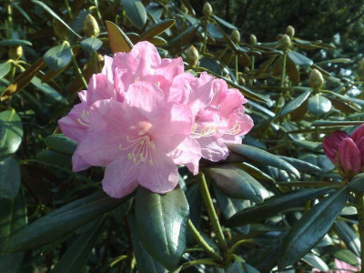 Kopie_von_11042009Rh.degronianum_ssp.heptamerum_var.hondoense02.jpg