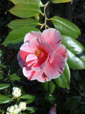 Kopie_von_11042009C.japonica_Oki_No_Nami_01.jpg