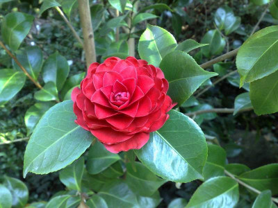 Kopie_von_11042009C.japonica_Roger_Hall.jpg