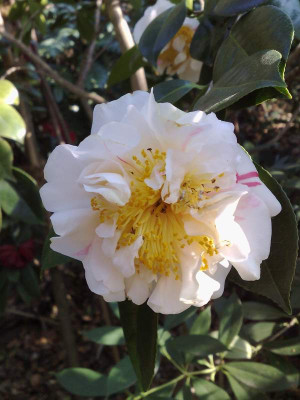 Kopie_von_11042009C.japonica_Nioi_Fubuki02.jpg
