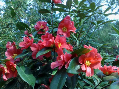 Kopie_von_11042009C.japonica_rusticana_Yukibata_Tsubaki.jpg